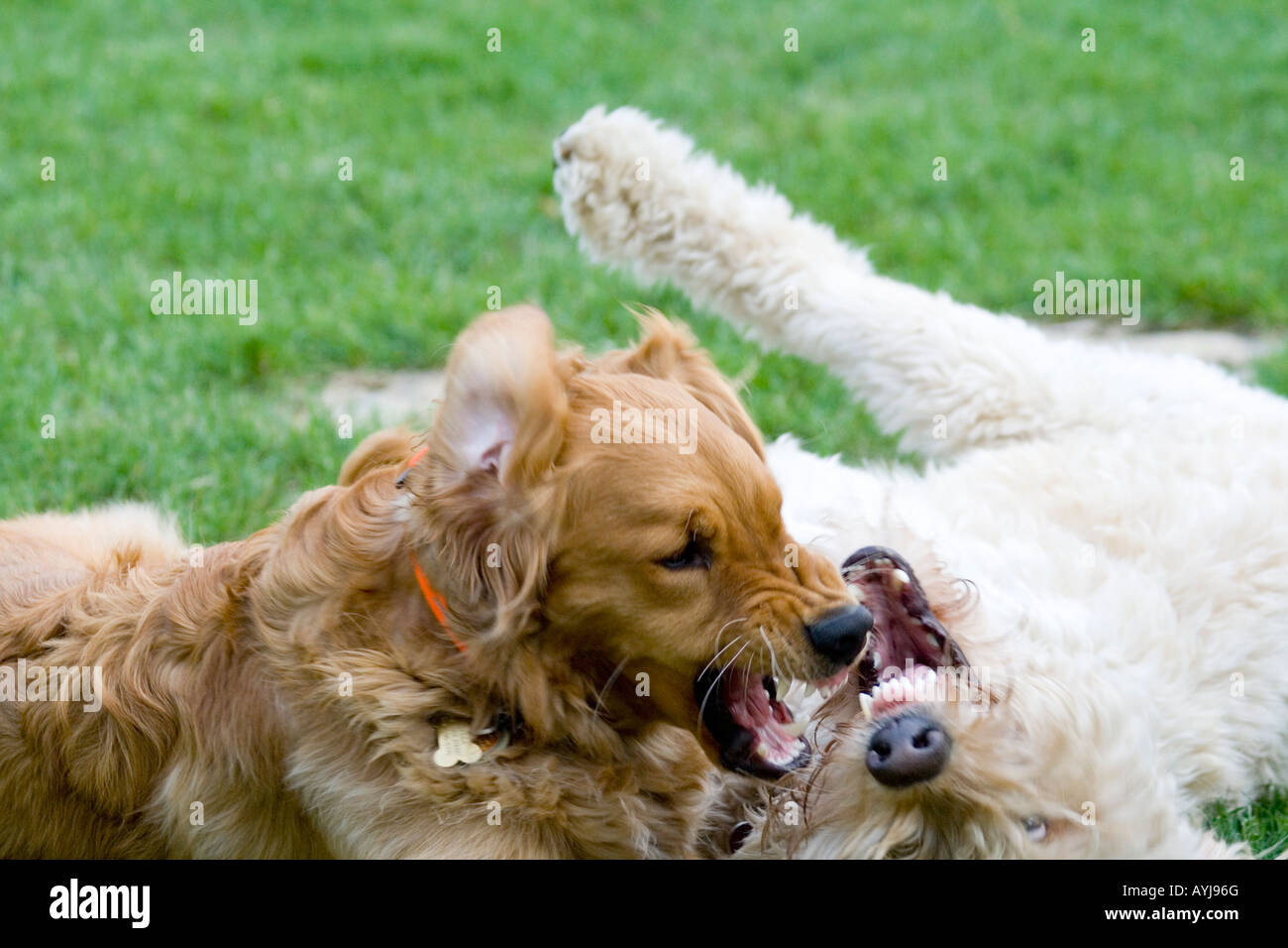 Golden Retriever femelle stérilisée et Goldendoodle dogs jouer pas les combats. St Paul Minnesota USA Banque D'Images