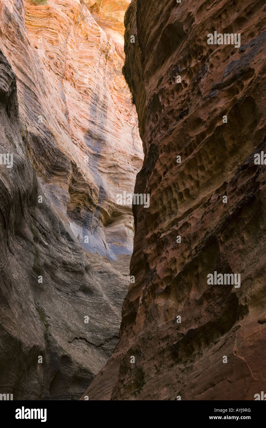 Slot Canyon en grès rouge, Clear Creek, Zion National Park Utah Banque D'Images