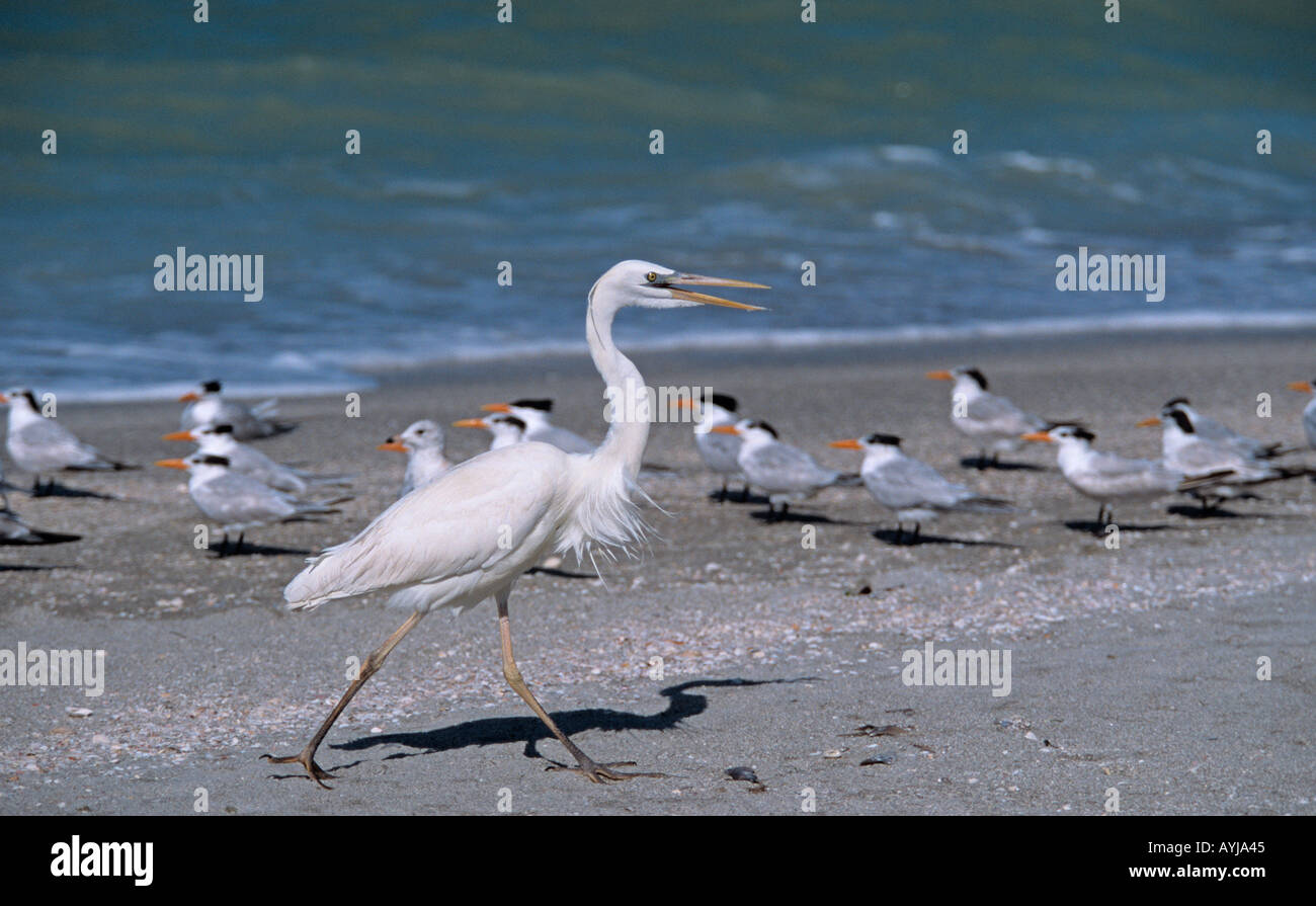 Grande Aigrette Egretta alba le Parc National des Everglades en Floride USA Banque D'Images