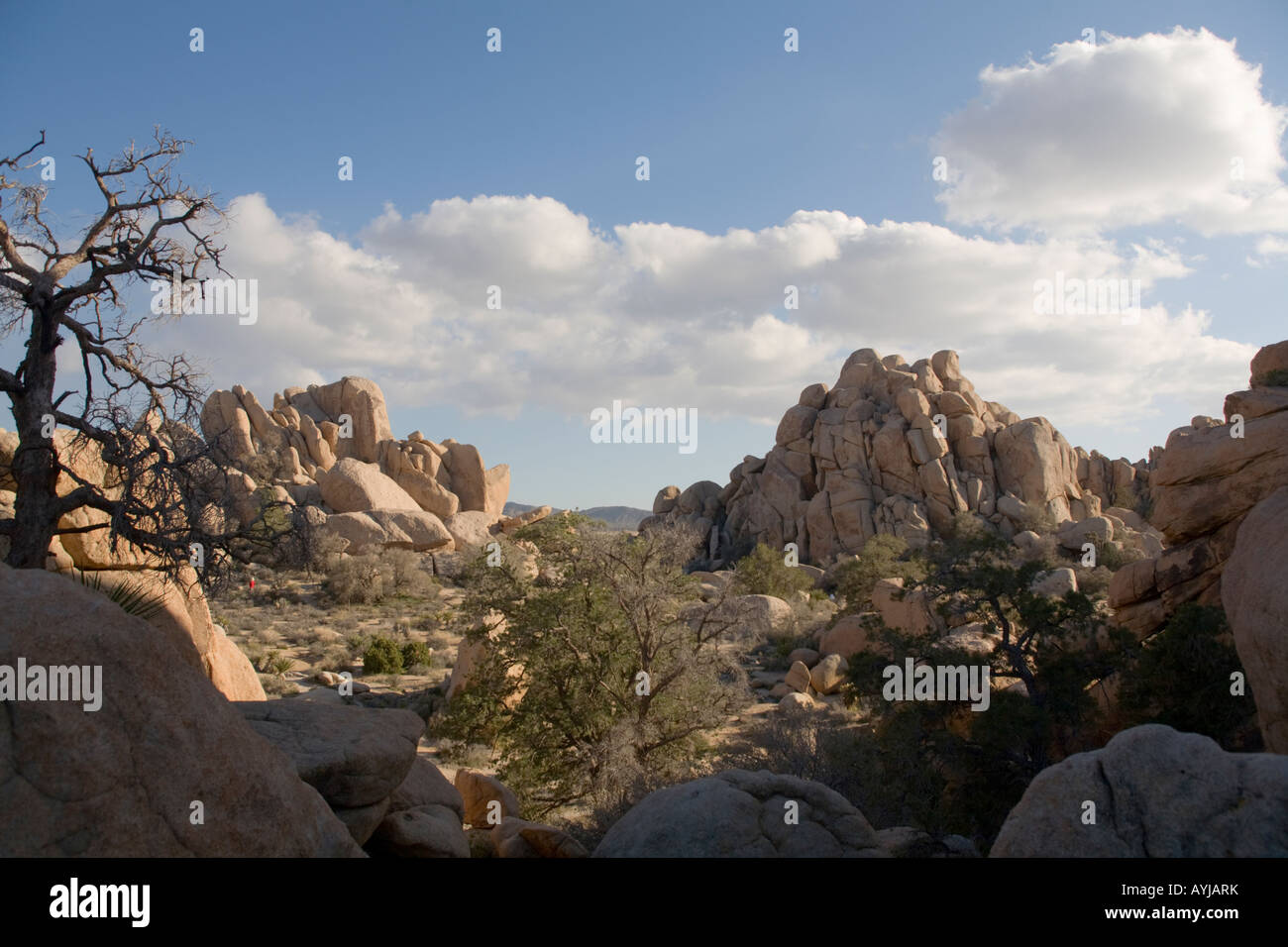 Joshua Tree National Park en Californie vue sur Vallée Cachée Banque D'Images