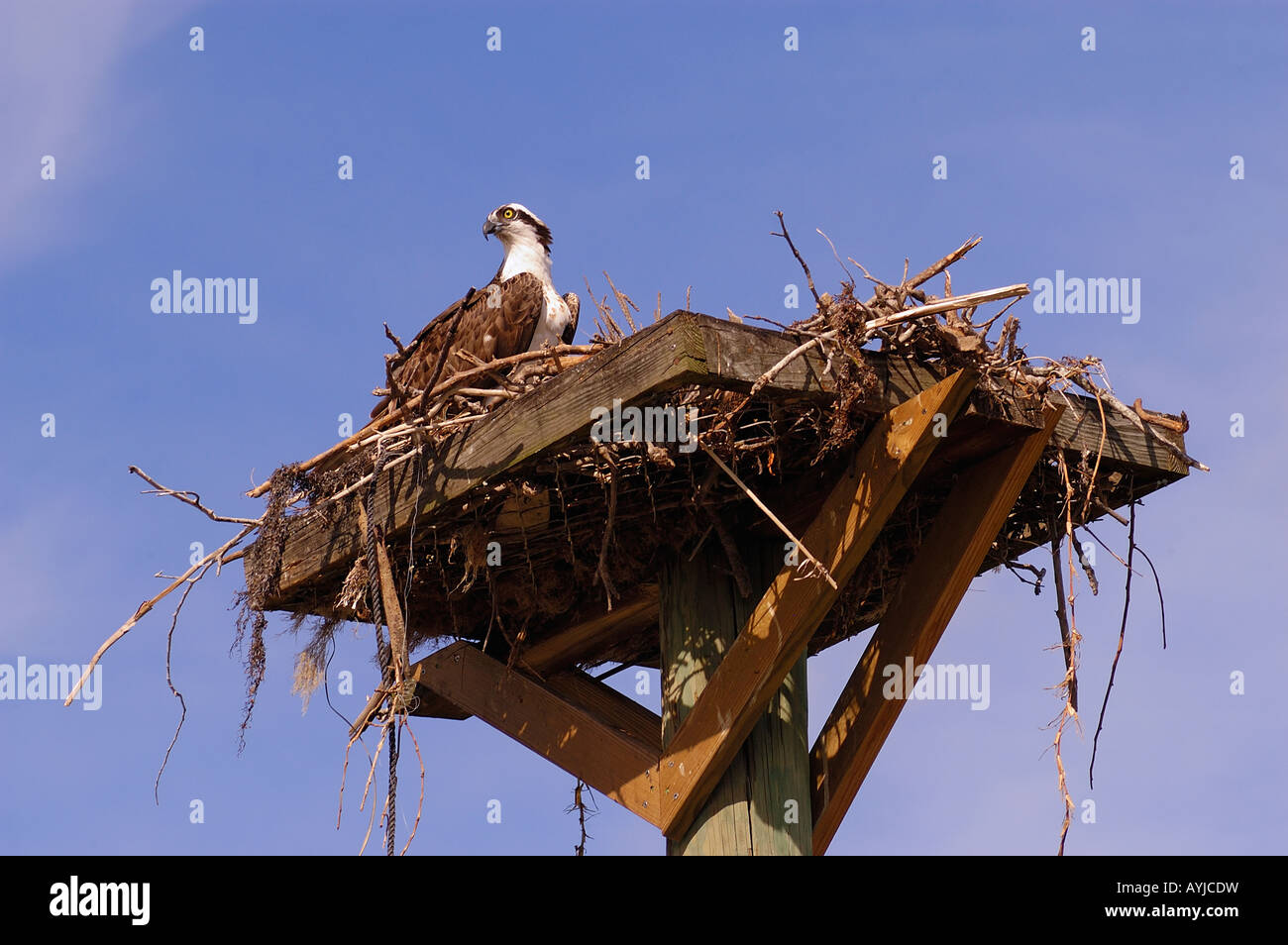En plate-forme d'Osprey sur l'homme Banque D'Images