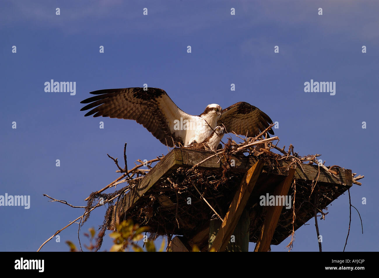 Osprey sur le point d'atterrir sur la plate-forme par l'homme au sommet de mate Banque D'Images