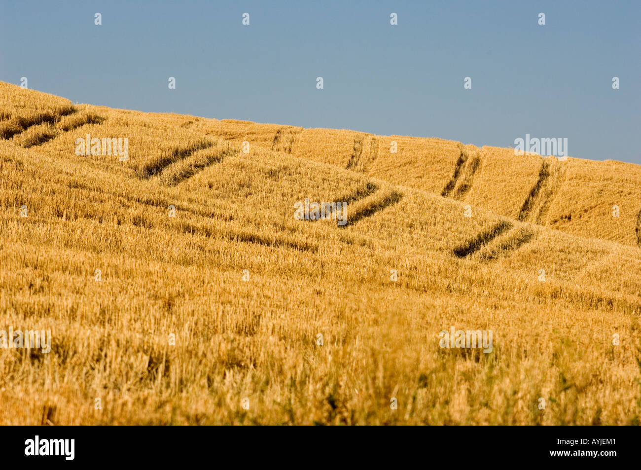 Champs de blé récoltés DES COLLINES DE L'EST DE PALOUSE WASHINGTON STATE USA Banque D'Images