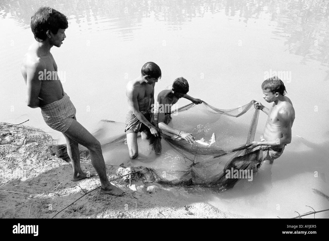 B/W de travailleurs qui pêchent du poisson d'un étang local sur une ferme piscicole rurale. Tangail, Bangladesh Banque D'Images