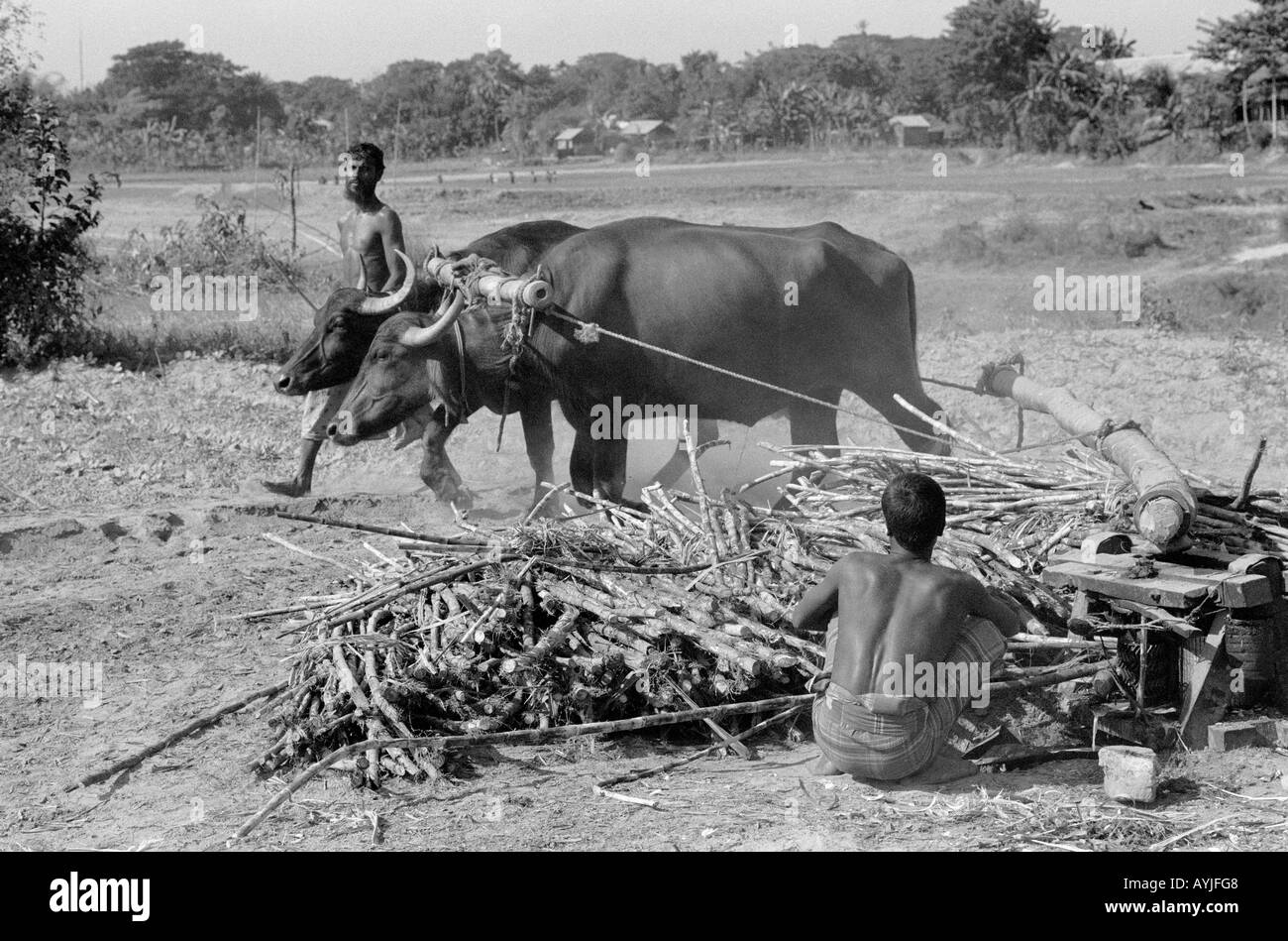 B/W des ouvriers agricoles qui exploitent un broyeur de canne à sucre entraîné par le buffle. Tangail, Bangladesh Banque D'Images