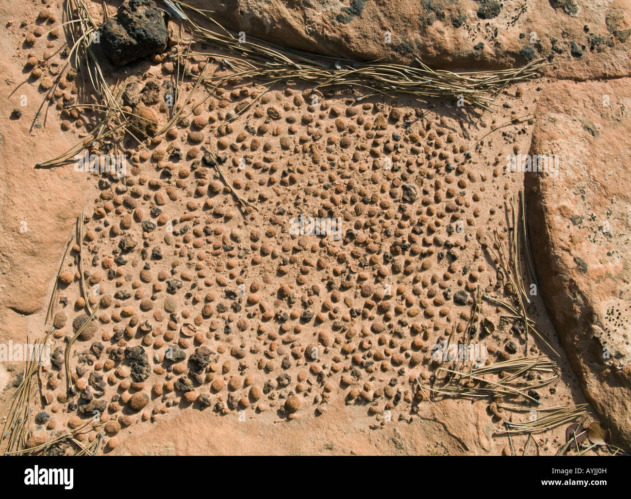 Galets de grès, Clear Creek, Zion National Park Utah Banque D'Images