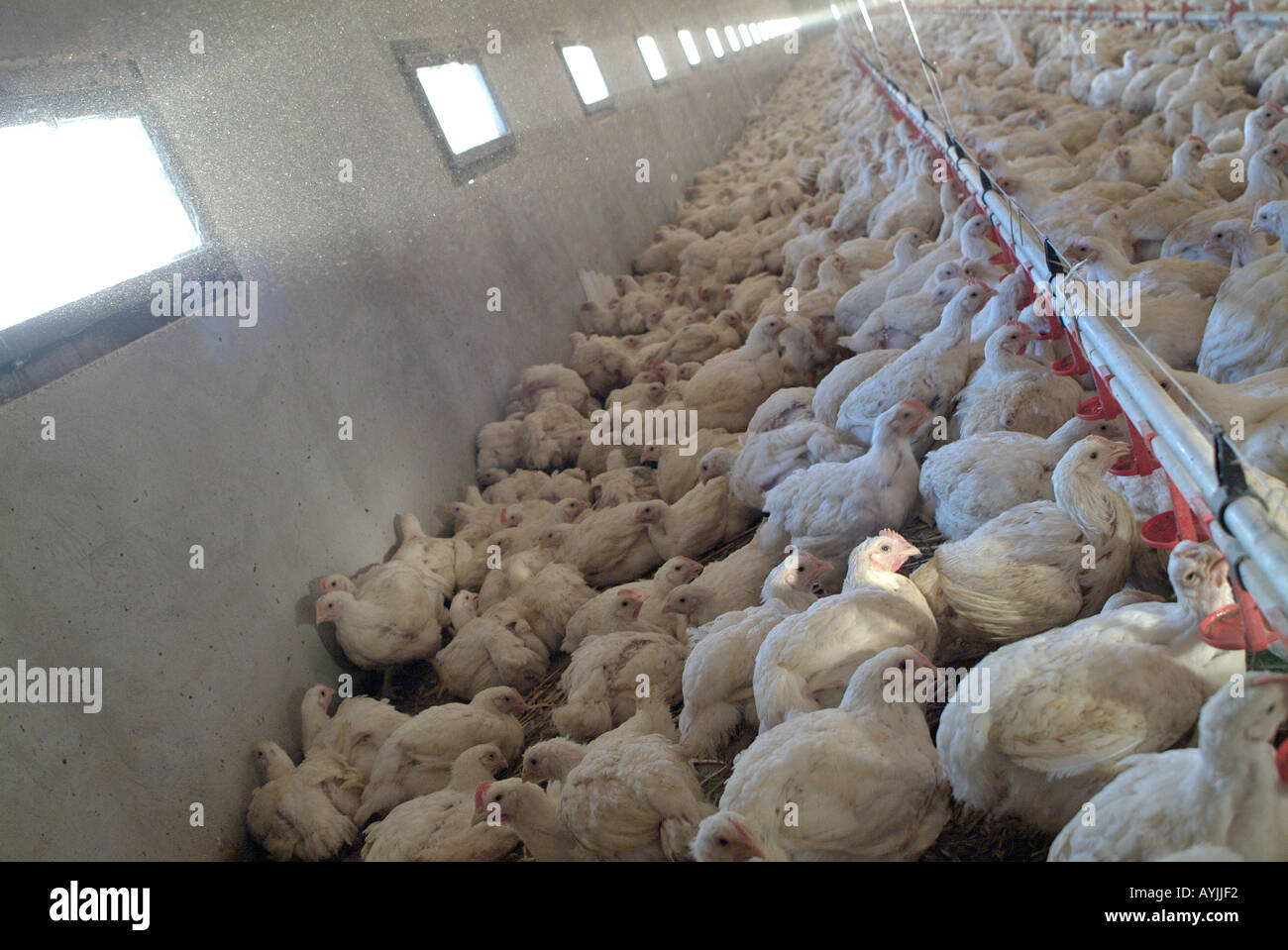 Poulets à griller dans une grange Banque D'Images