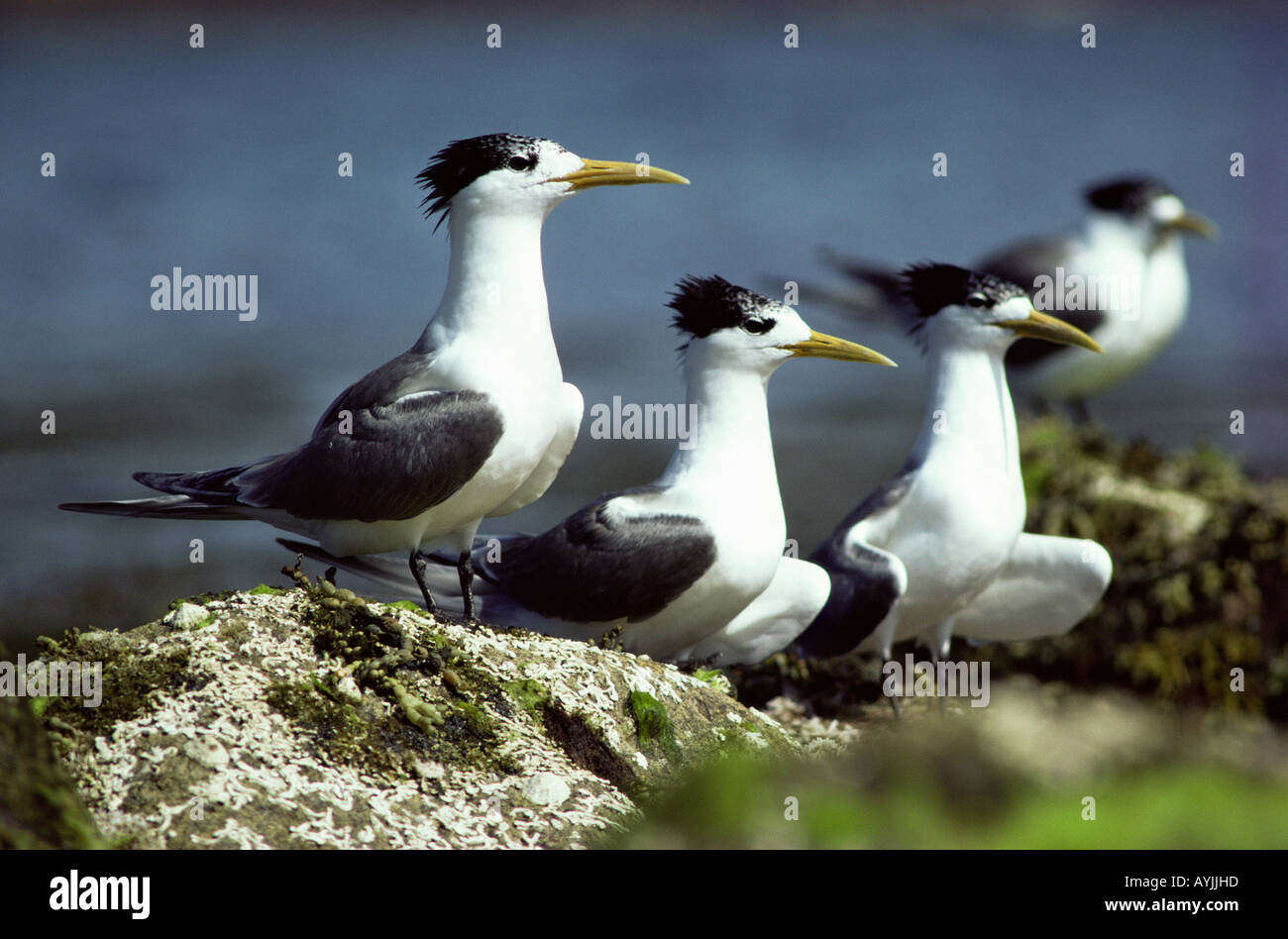 Crested Tern Sterna bergii Banque D'Images