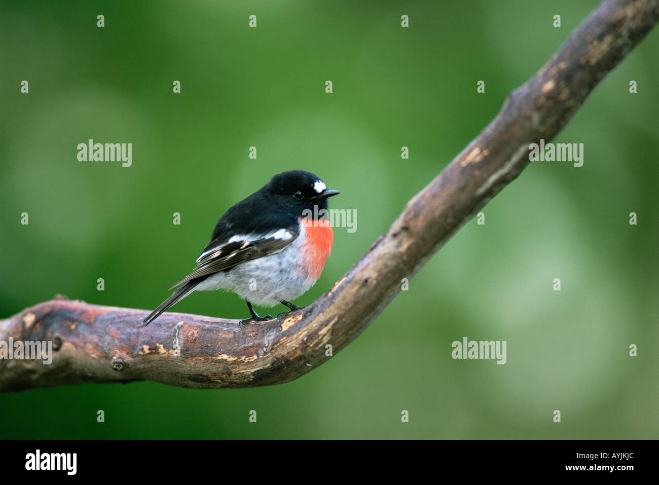 Miro écarlate Petroica multicolor photographié en Tasmanie en Australie Banque D'Images