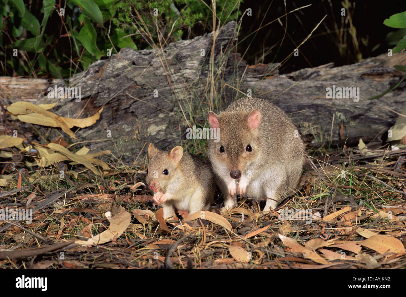 Bettongia gaimardi Bettong creusant de Tasmanie et joey femelle photographiée en Tasmanie, Australie Banque D'Images