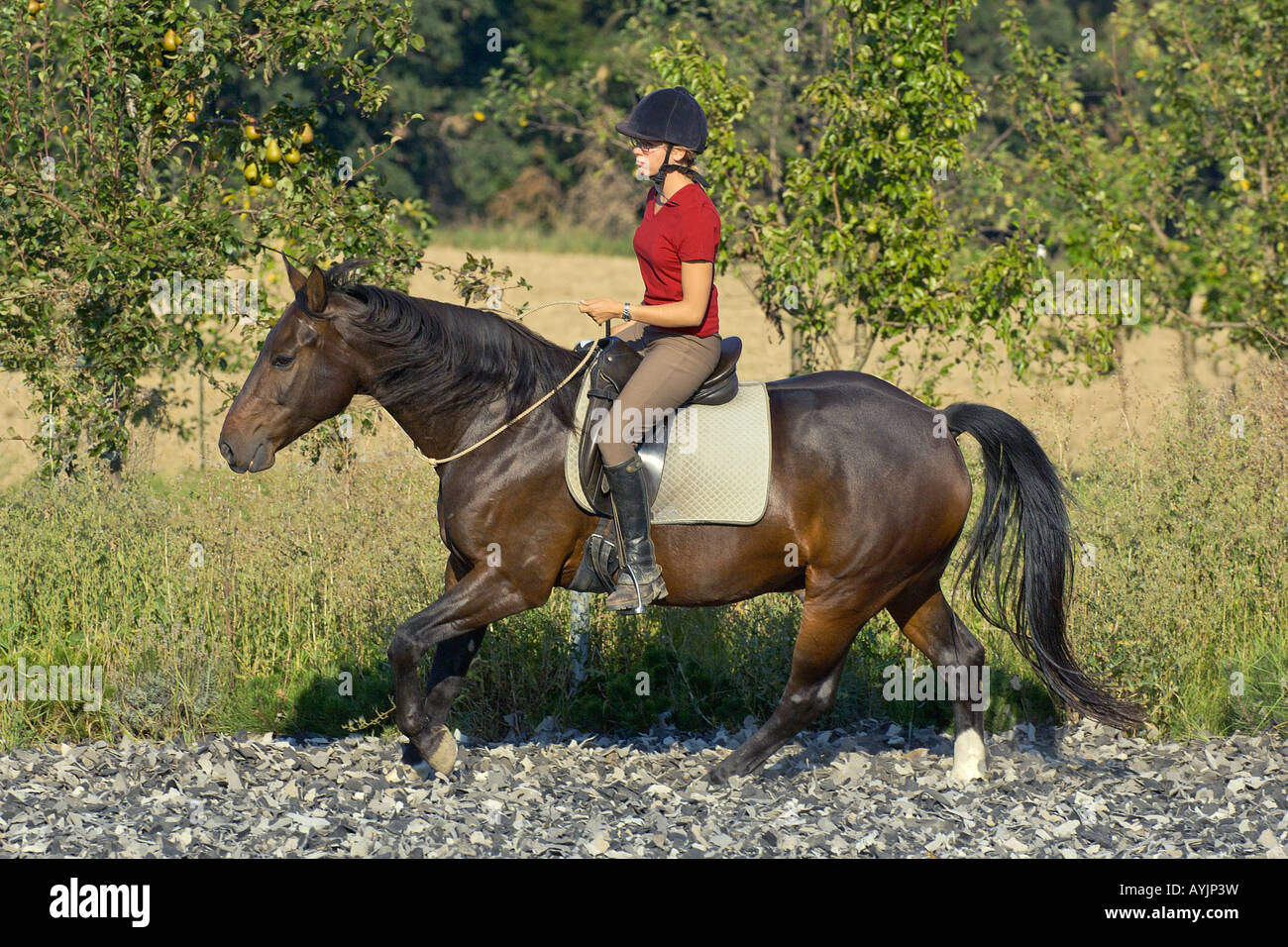 L'équitation avec un anneau de cou Photo Stock - Alamy