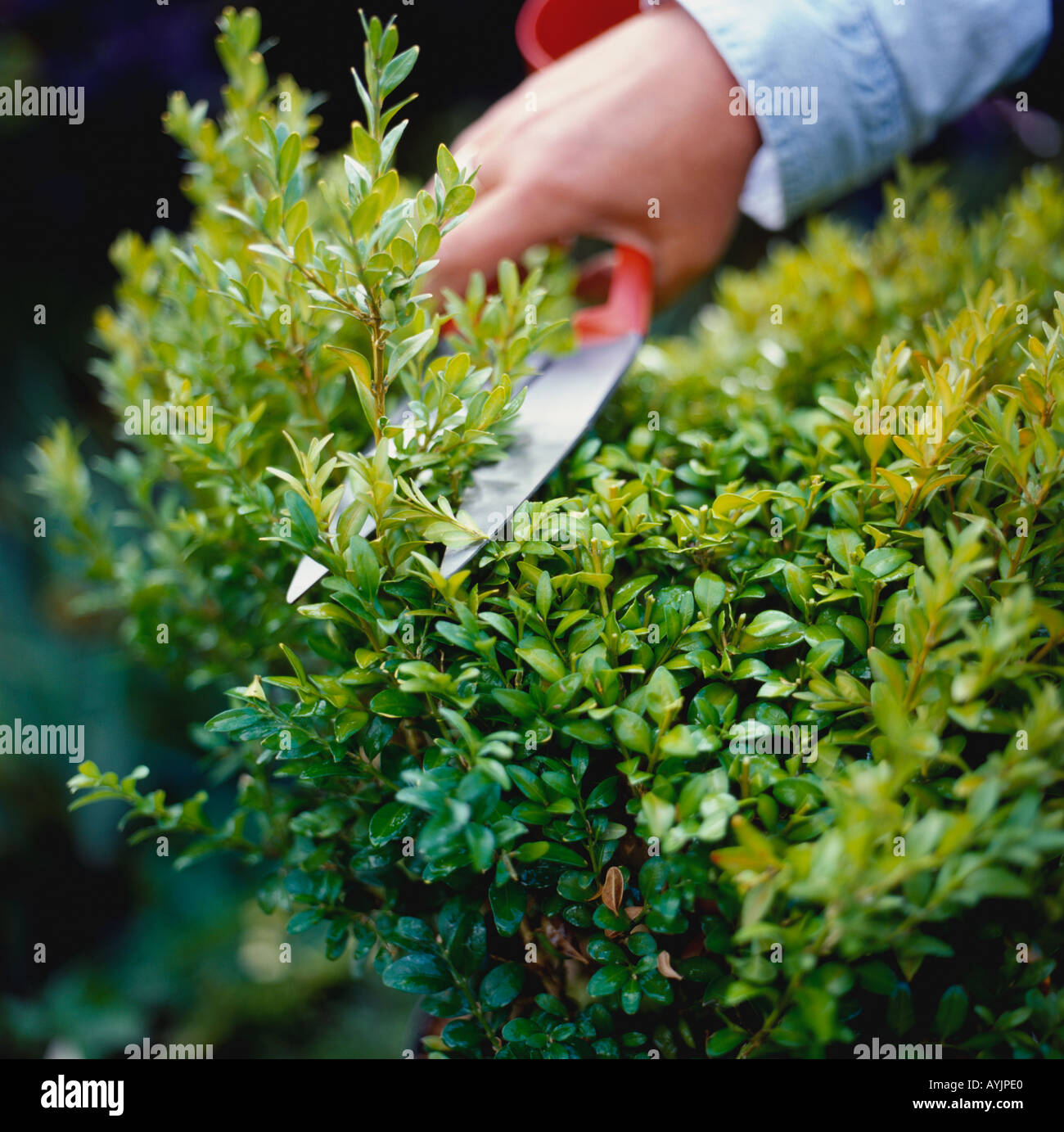 Modèle à l'aide de cisailles pour couper des plantes de couverture Banque D'Images