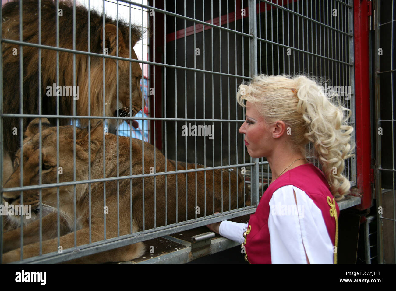 Femme lion tamer au cours de cirque spectacle Renz à Maastricht Banque D'Images