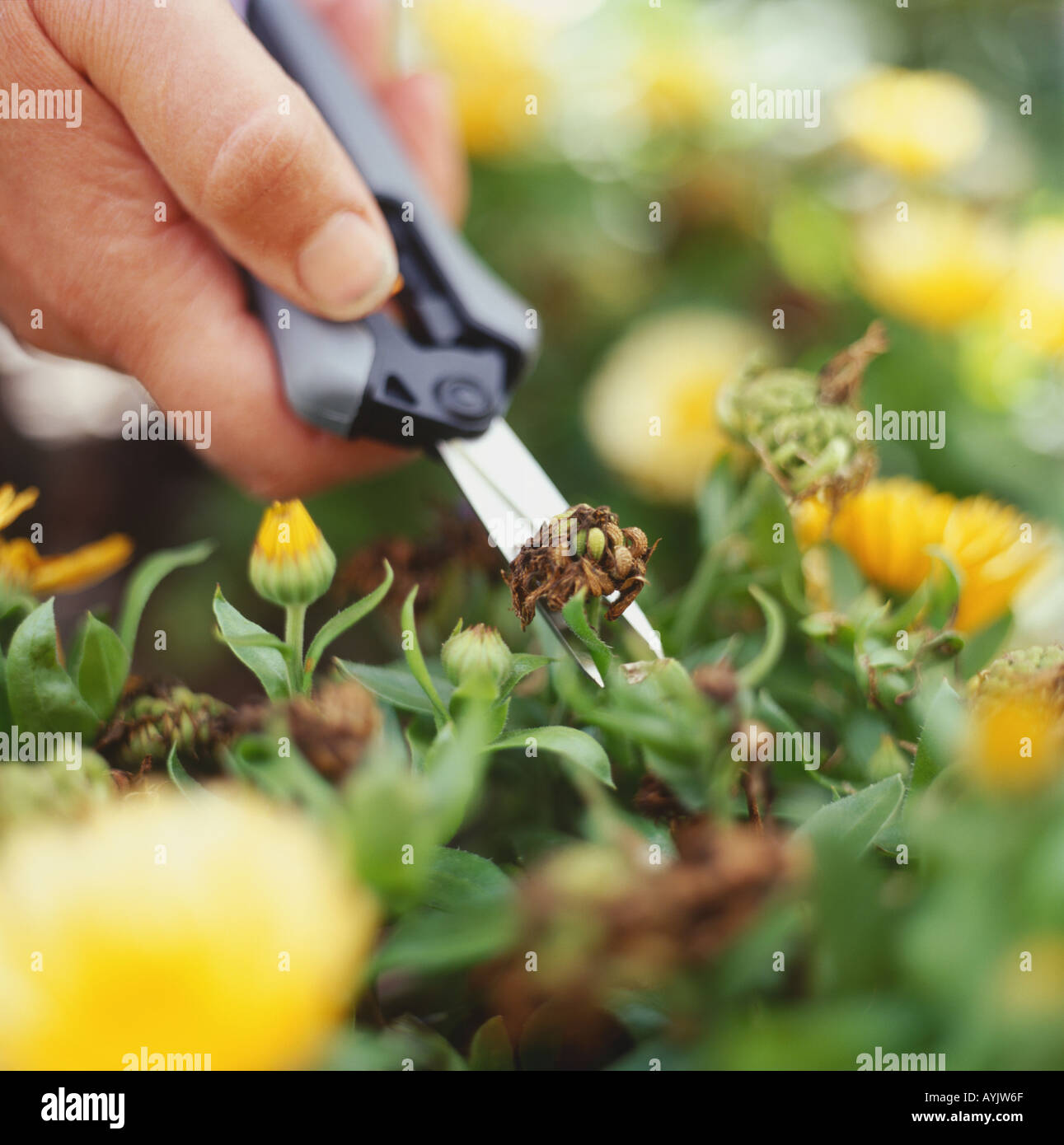 L'accent sur l'aide de ciseaux de jardin pour enlever la tête de semences Banque D'Images