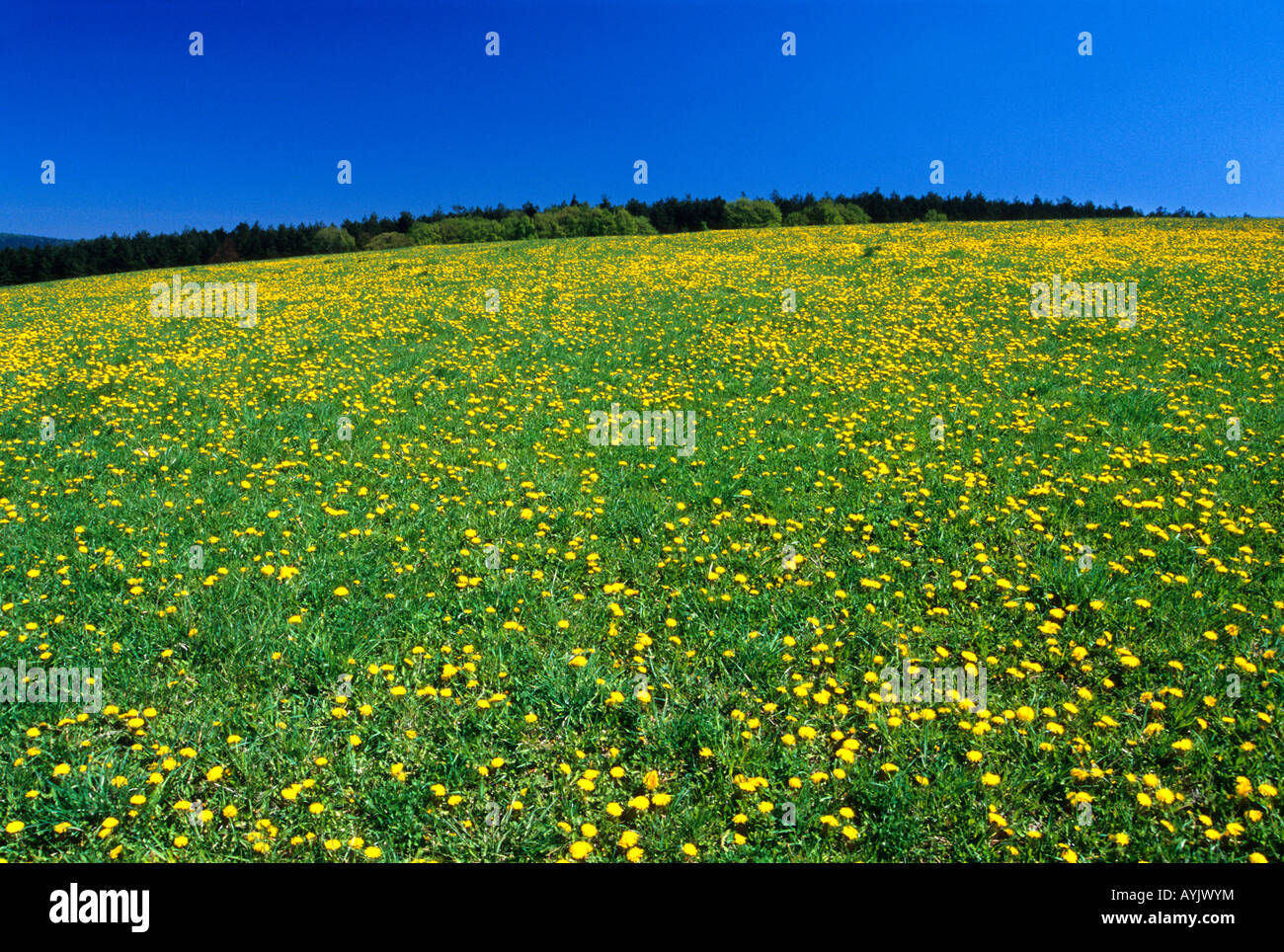 Sonchus ( moins communément hare hare ou chardon lettuce ) Banque D'Images