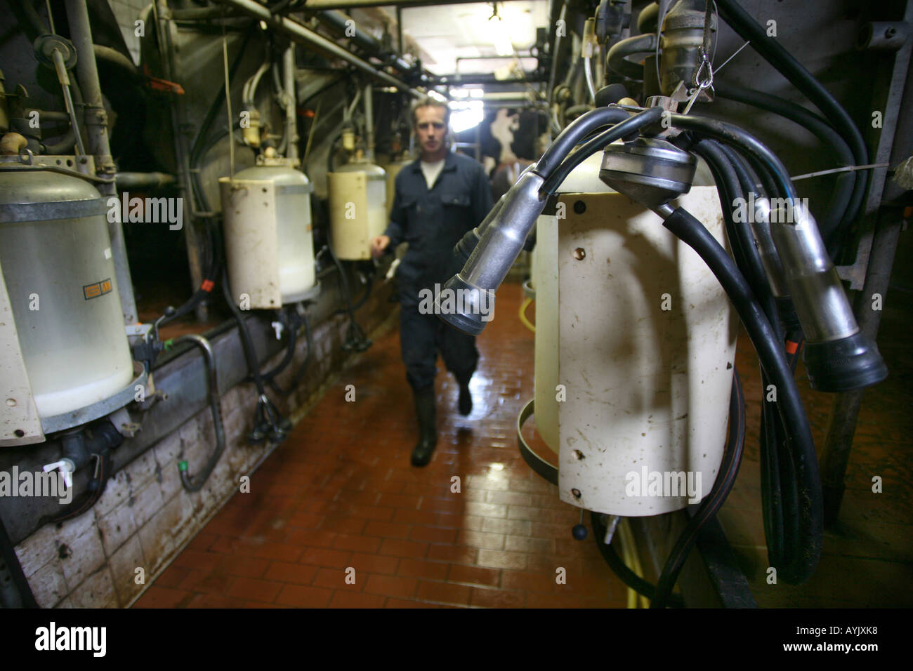 Pays-bas un agriculteur dans la campagne d'où les vaches laitières sont être traite Banque D'Images
