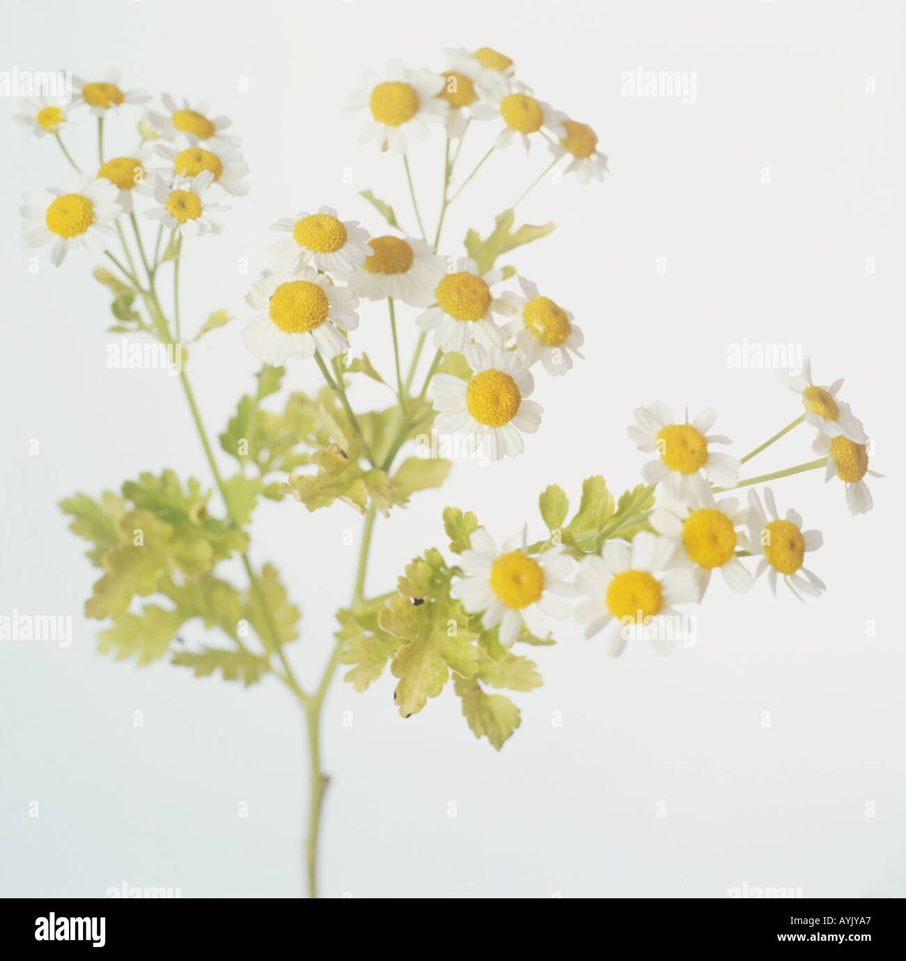 Tanacetum parthenium, grande camomille, grappes de petites, blanc, jaune eyed daisy fleurs lobées, feuilles divisées , Banque D'Images