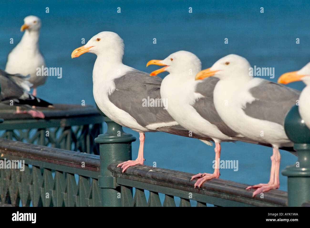 Groupe de mouettes sur une clôture d'un parler gull Banque D'Images