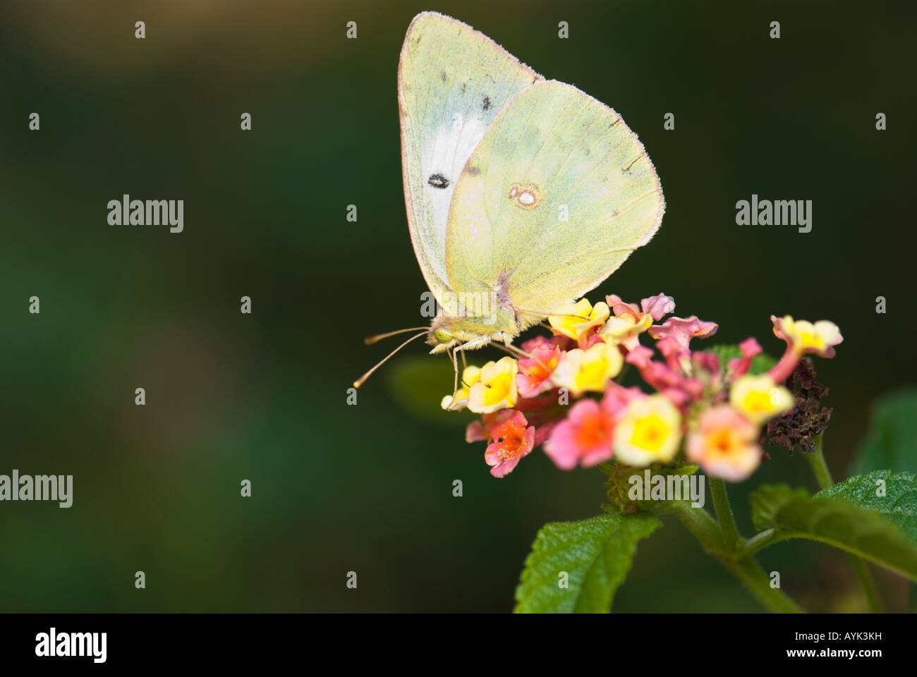 Un papillon assombries, Colias philodice, est assis sur une fleur de Lantana et RSS. New York, USA. Banque D'Images