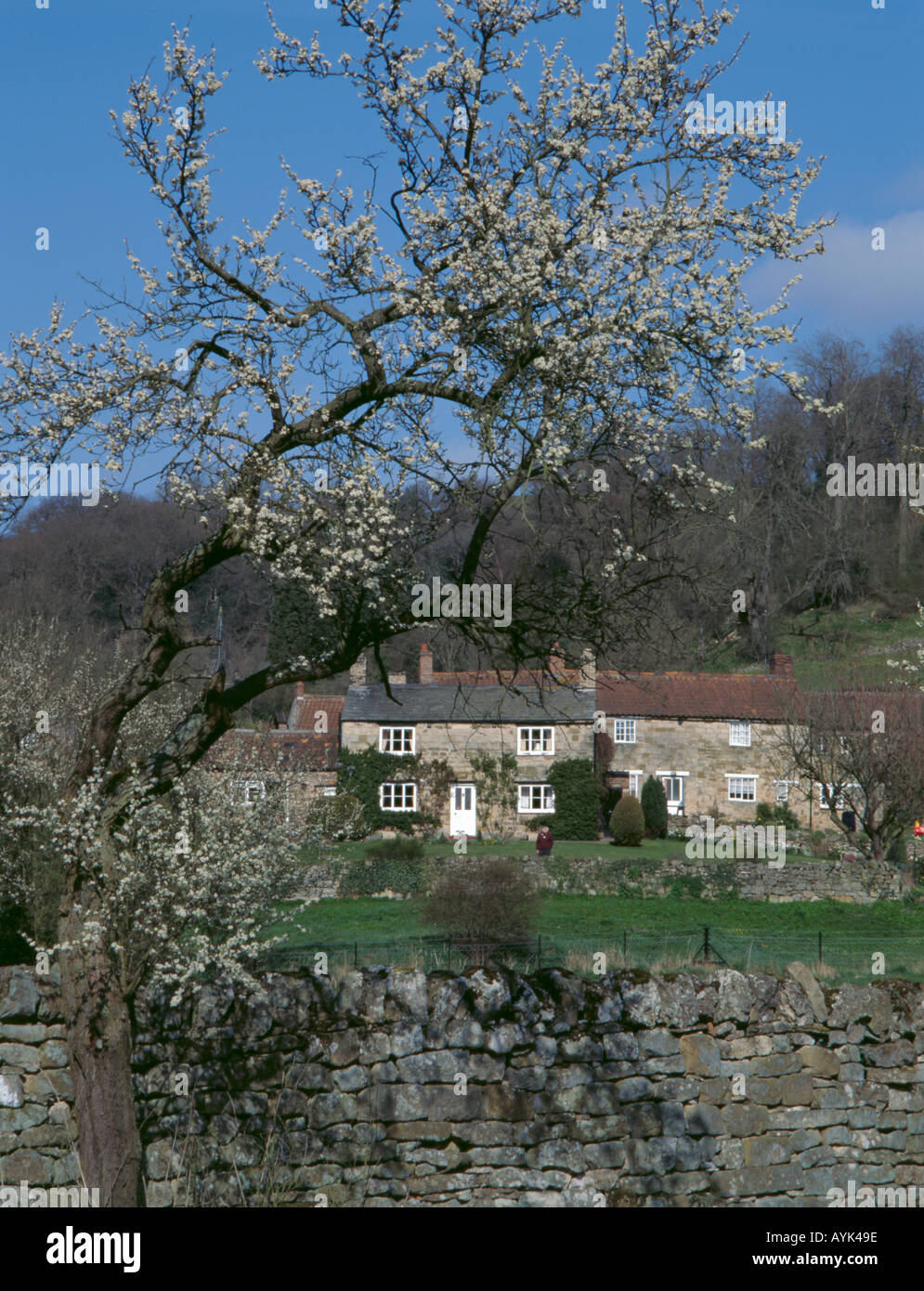 Cottages en pierre au printemps, village de Rievaulx, seigle dale, près de Helmsley, 'North York Moors', North Yorkshire, Angleterre, Royaume-Uni. Banque D'Images