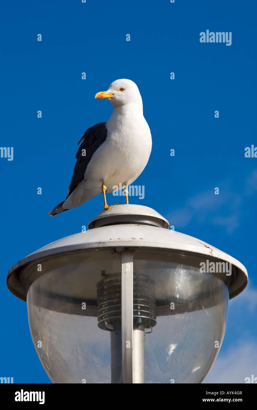 Le Plus Grand Oiseau De Mer De Grande Bretagne Photos Le