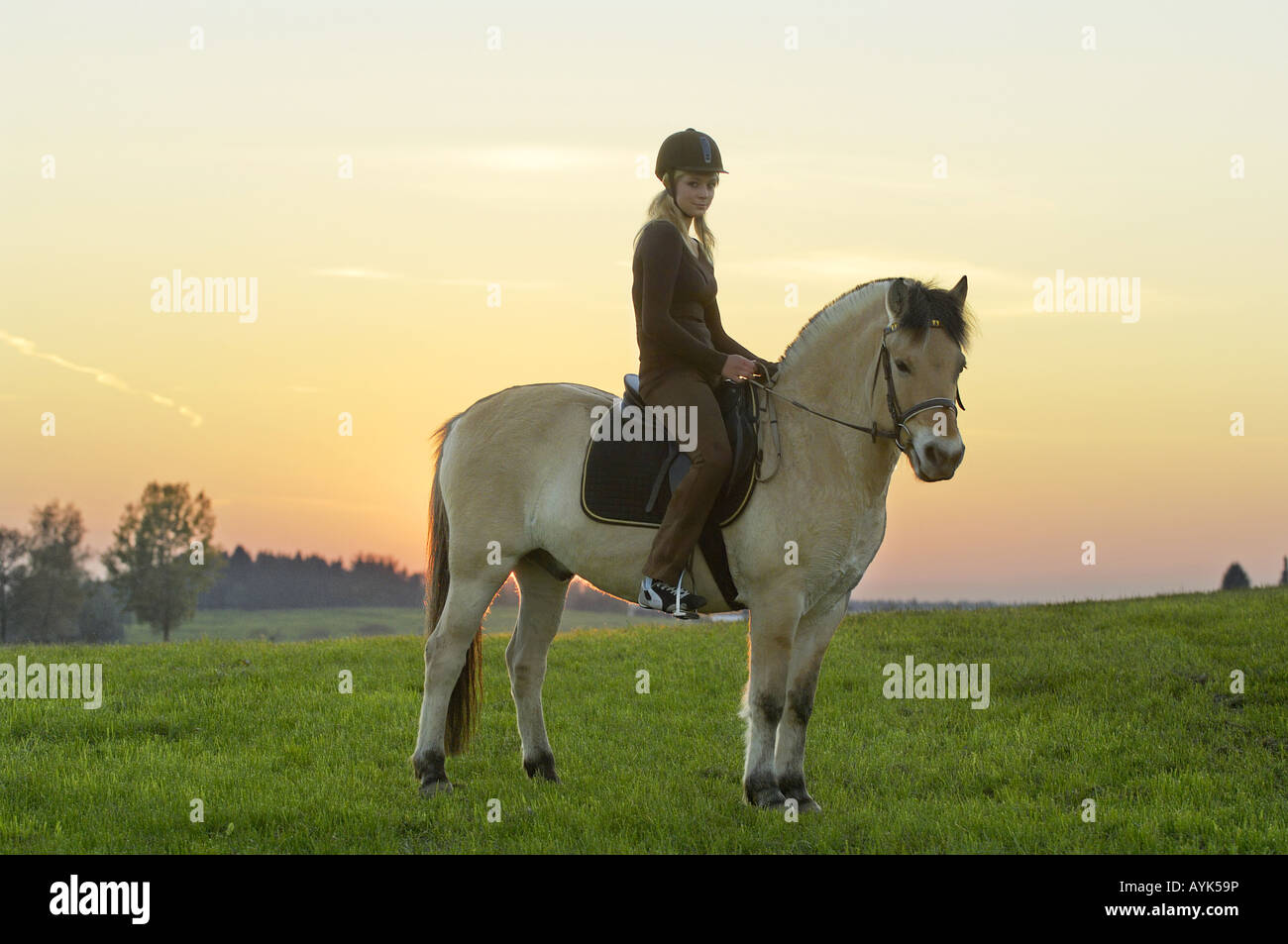 Fille sur le dos d'un cheval norvégien au coucher du soleil Banque D'Images