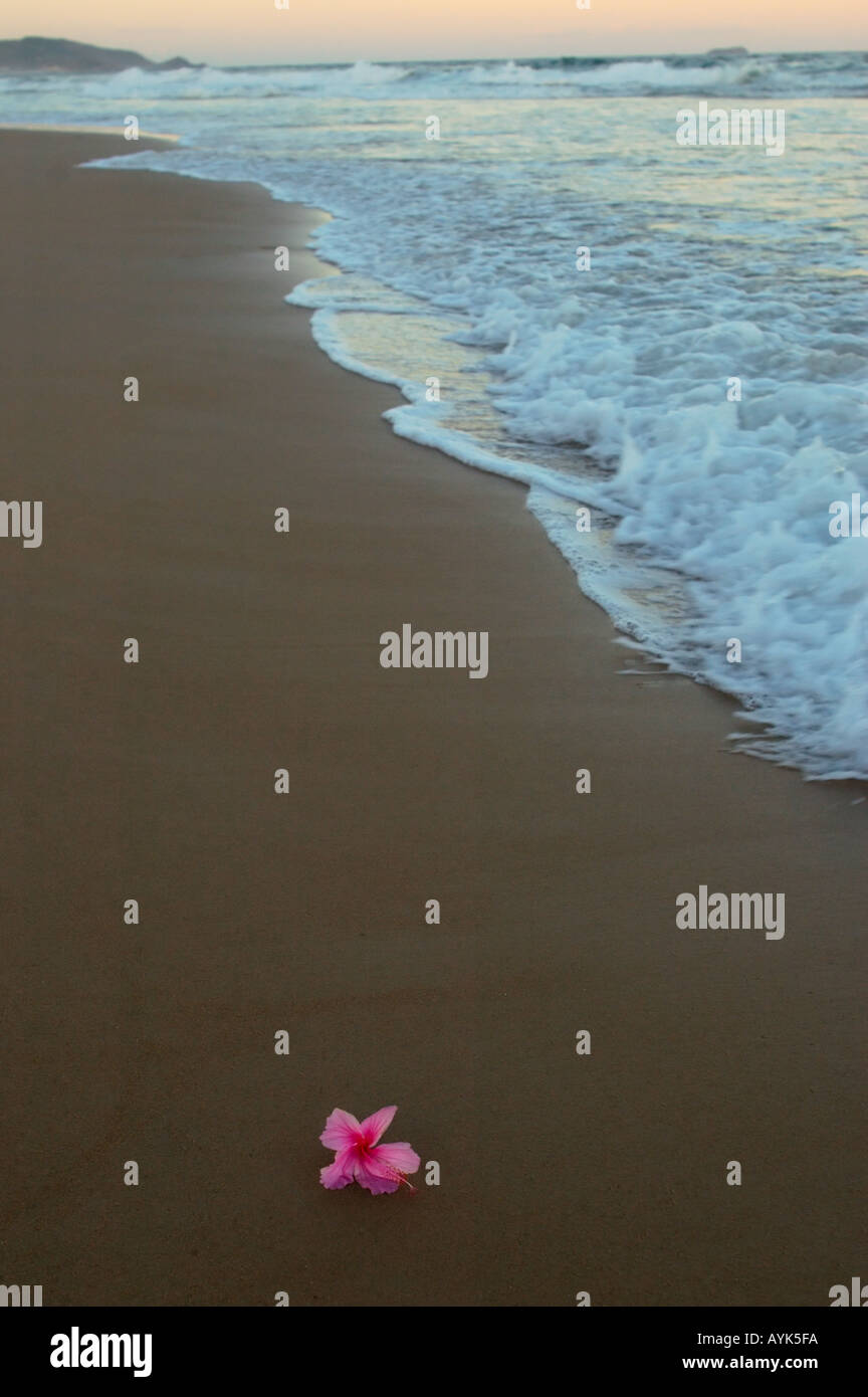 Le sable de plage fleur de paix de détente sereine calme Banque D'Images