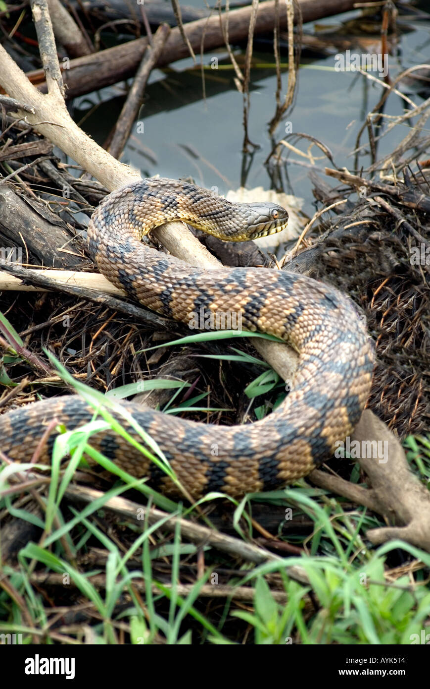 mocassin serpent