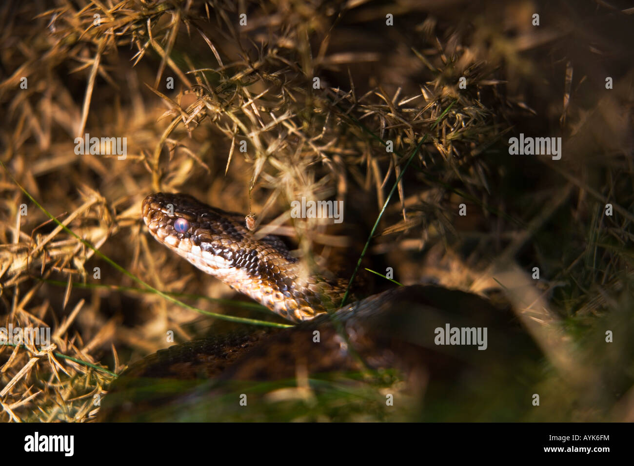 Adder basking dans un rayon de soleil sous un buisson d'ajoncs Banque D'Images