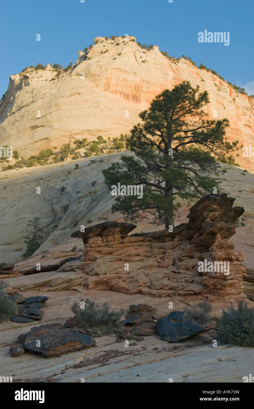 Ci-dessous de pin ponderosa, falaise de grès Zion National Park, Utah Banque D'Images
