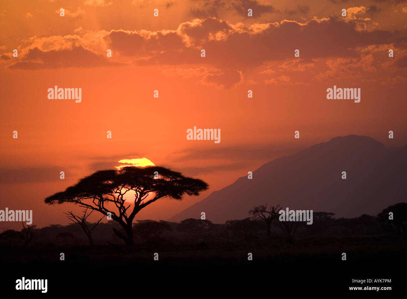 Acacia et le coucher du soleil, Parc National d'Amboseli, Kenya Banque D'Images