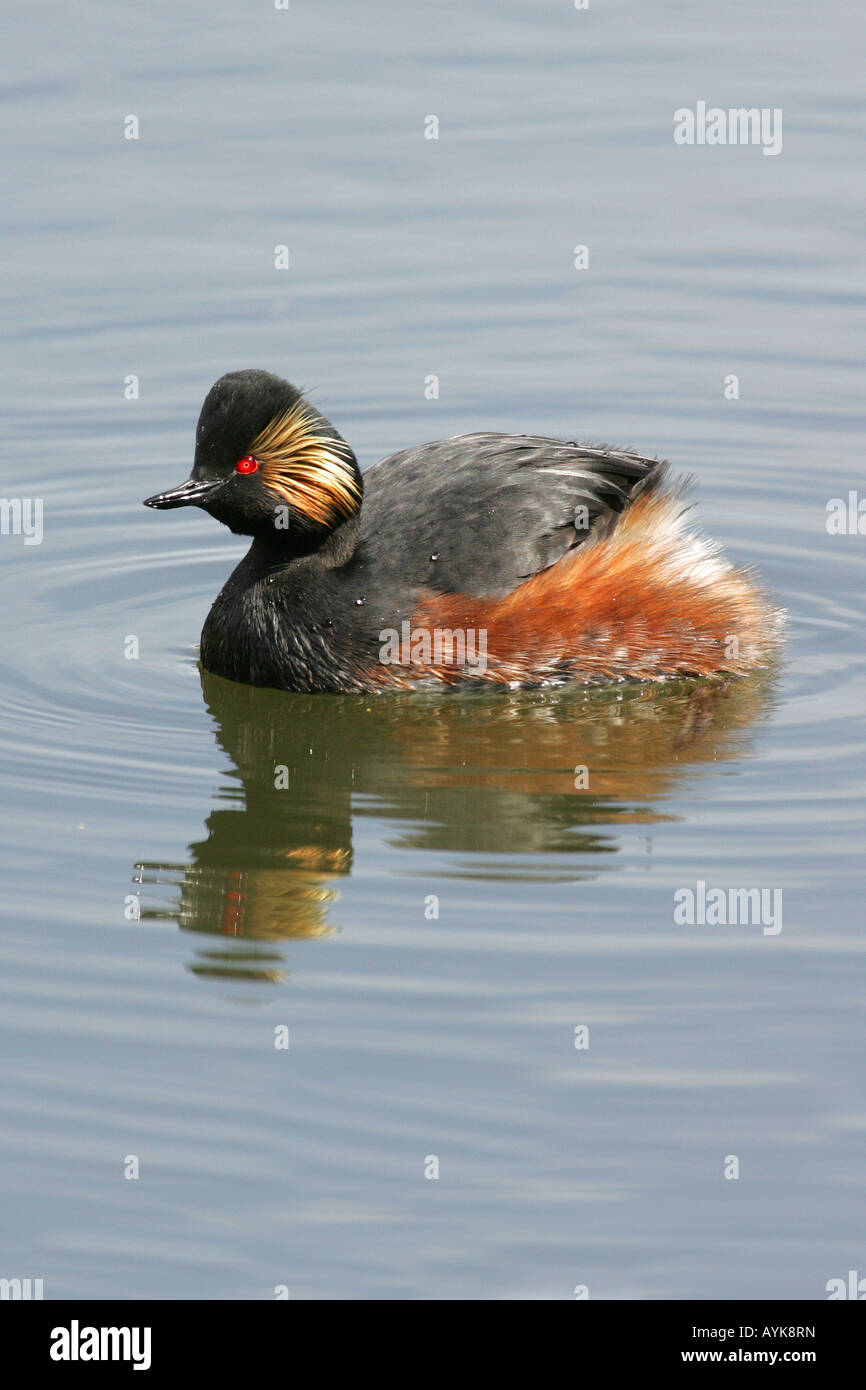 Grèbe à cou noir Podiceps nigricollis ( ) Banque D'Images