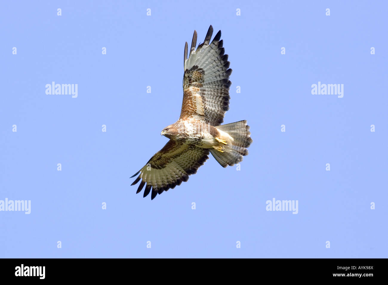 Dans Buzzard Buteo buteo ( vol ) Banque D'Images