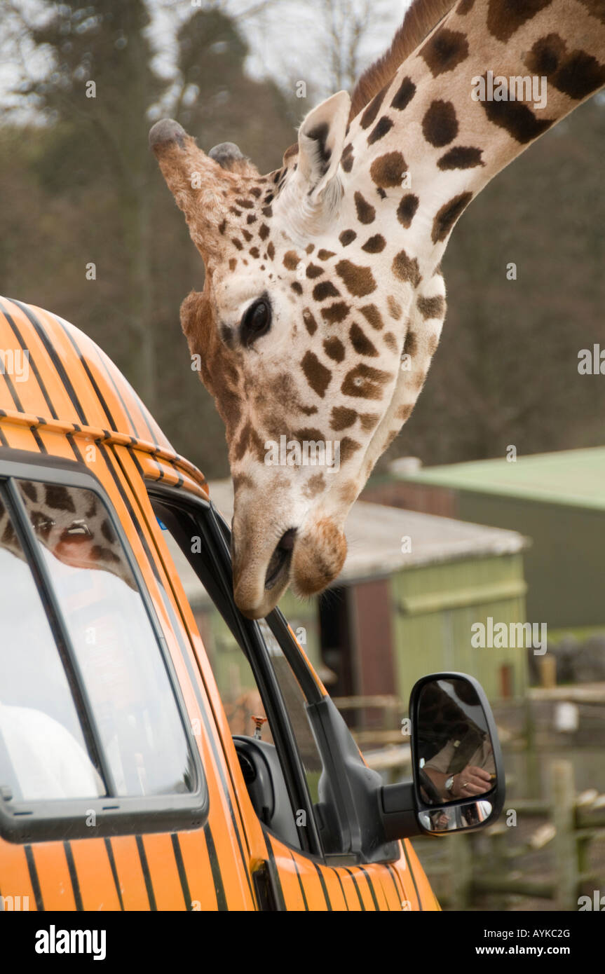 À la girafe en minibus pour l'alimentation à West Midlands Safari Park, Bewdley Kidderminster England UK Banque D'Images