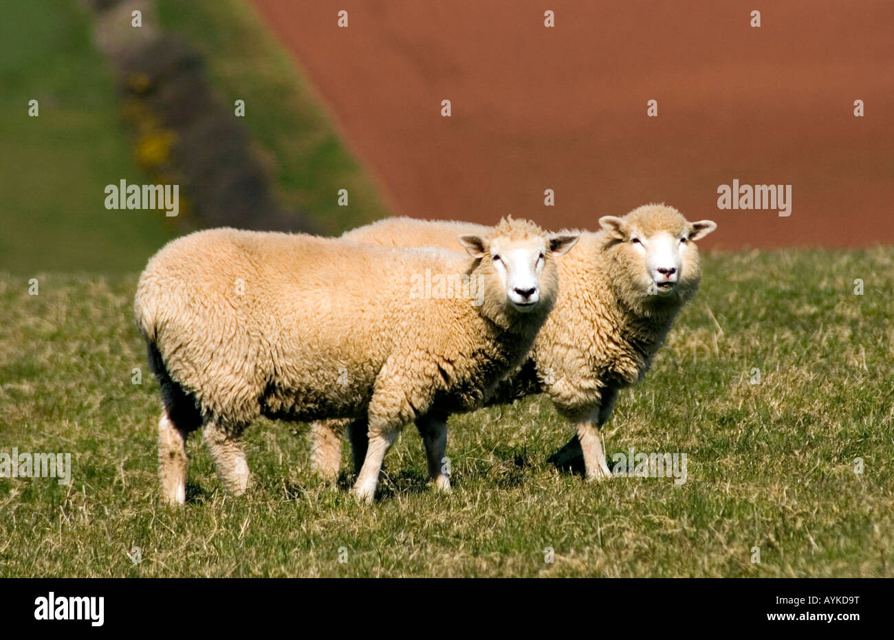 Deux Moutons Agneaux 2 SONDAGE RACE DORSET photographié dans le Devon Banque D'Images