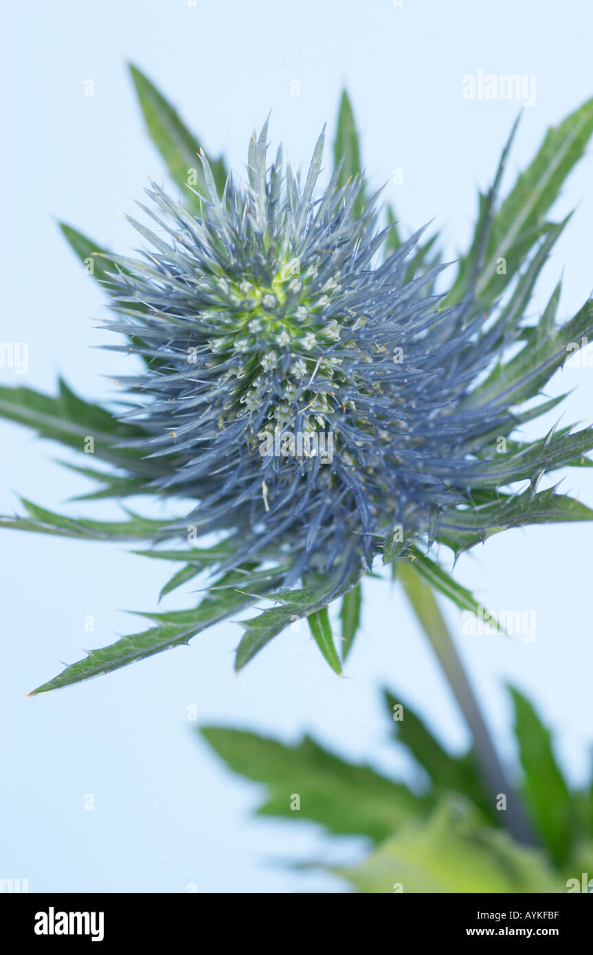 Holly mer Erynigum planum contre un arrière-plan coloré Banque D'Images