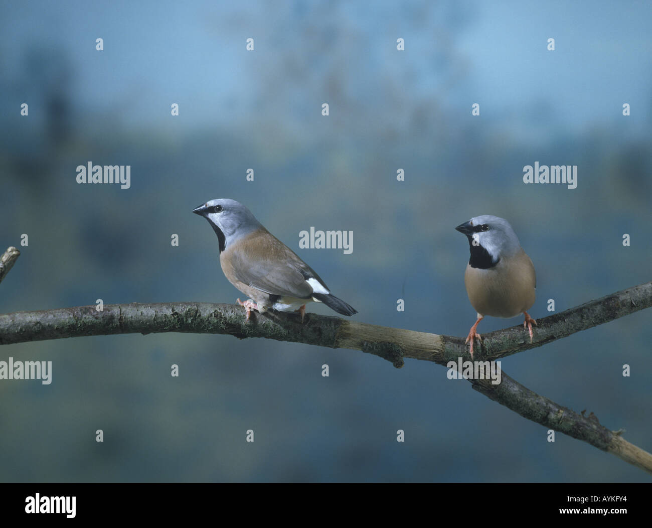 Parson Finch Poephila cincta deux perché Banque D'Images