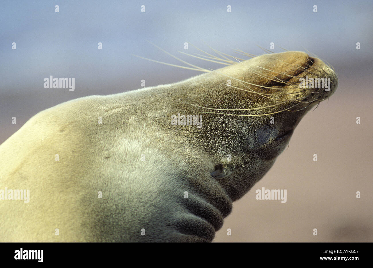 Seebaer Galapagos seinen wirft in den Kopf Nacken Banque D'Images