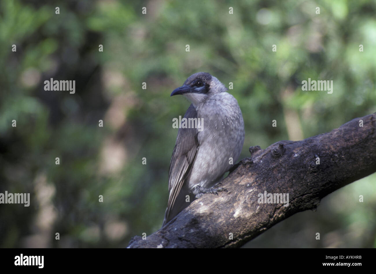 Peu d'Friarbird citreogularis Philemon Banque D'Images