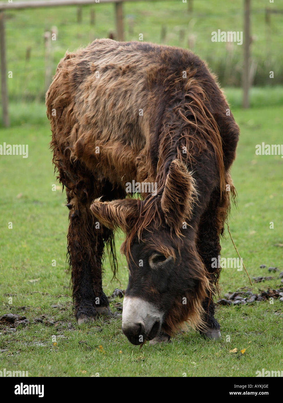 Le Baudet du Poitou de pâturage Equus asinus asinus poitou avec mauvais jour de cheveux Banque D'Images
