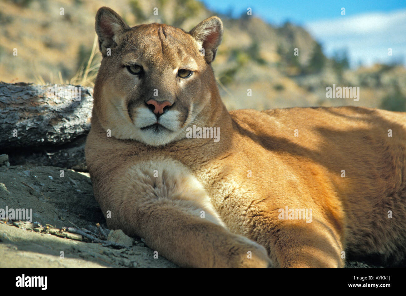 Mâle adulte Puma cougar concolr modèle ouest du Montana Photo ...