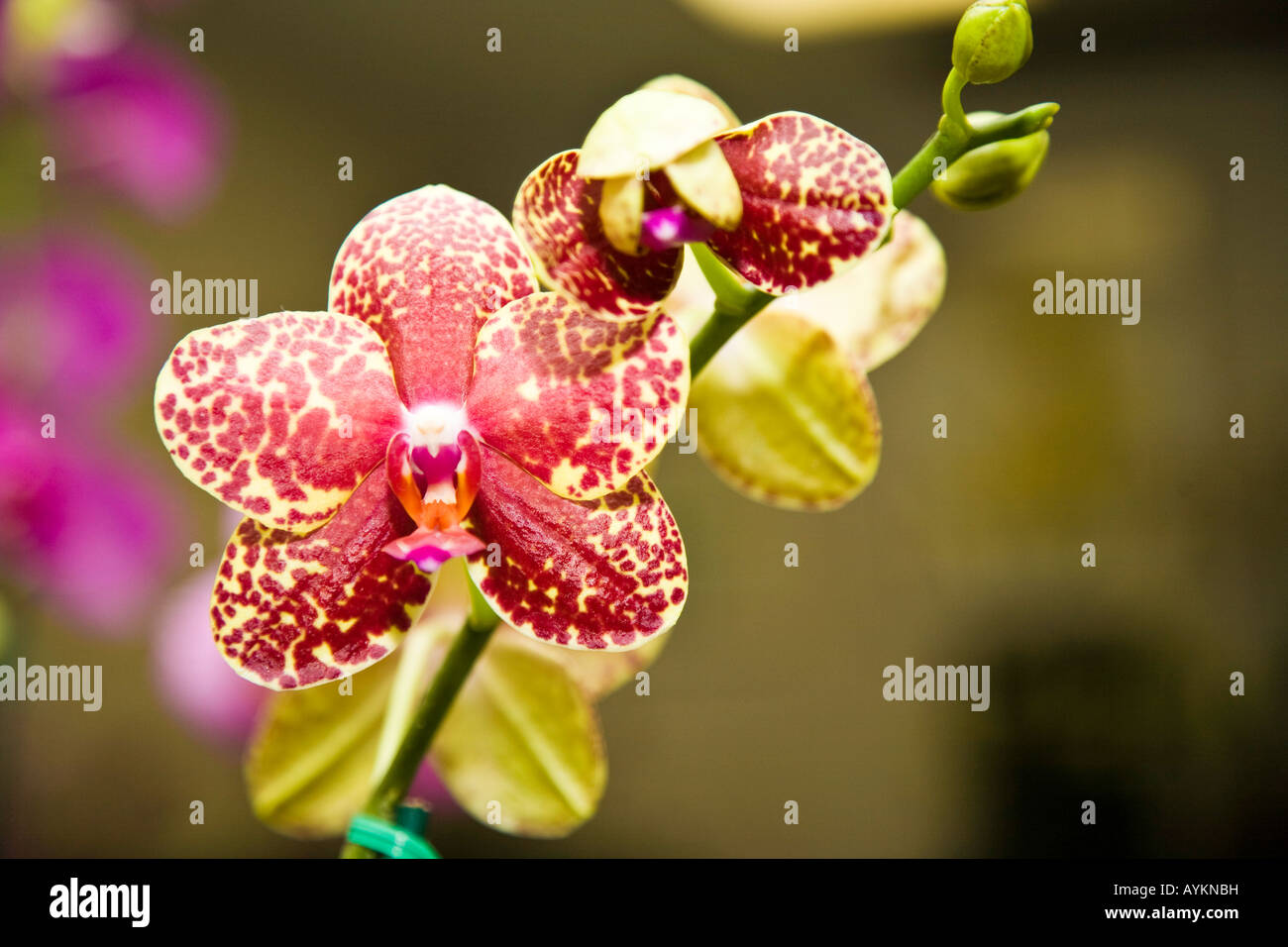 Comme les orchidées sont cultivées dans un hot house en Floride USA Banque D'Images