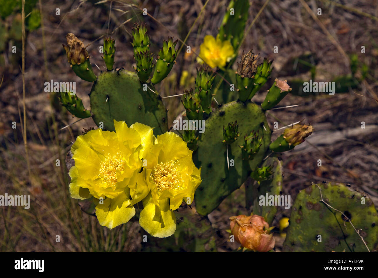 Oponce sauvage jaune en Floride USA Banque D'Images