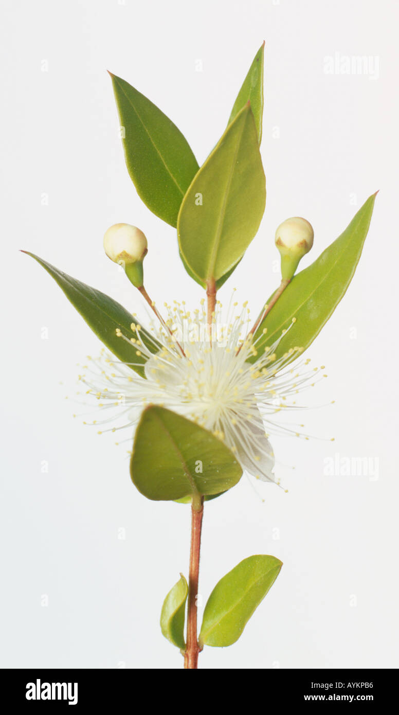 Myrtus Communis De Myrte De Fleurs Blanches Avec Des