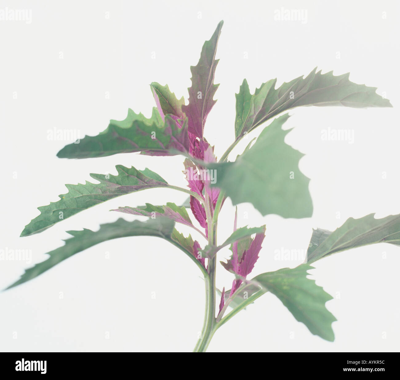 Arbre géant, épinards chénopode glabre (Chenopodium giganteum), bords dentelés et les jeunes feuilles couleur magenta Banque D'Images