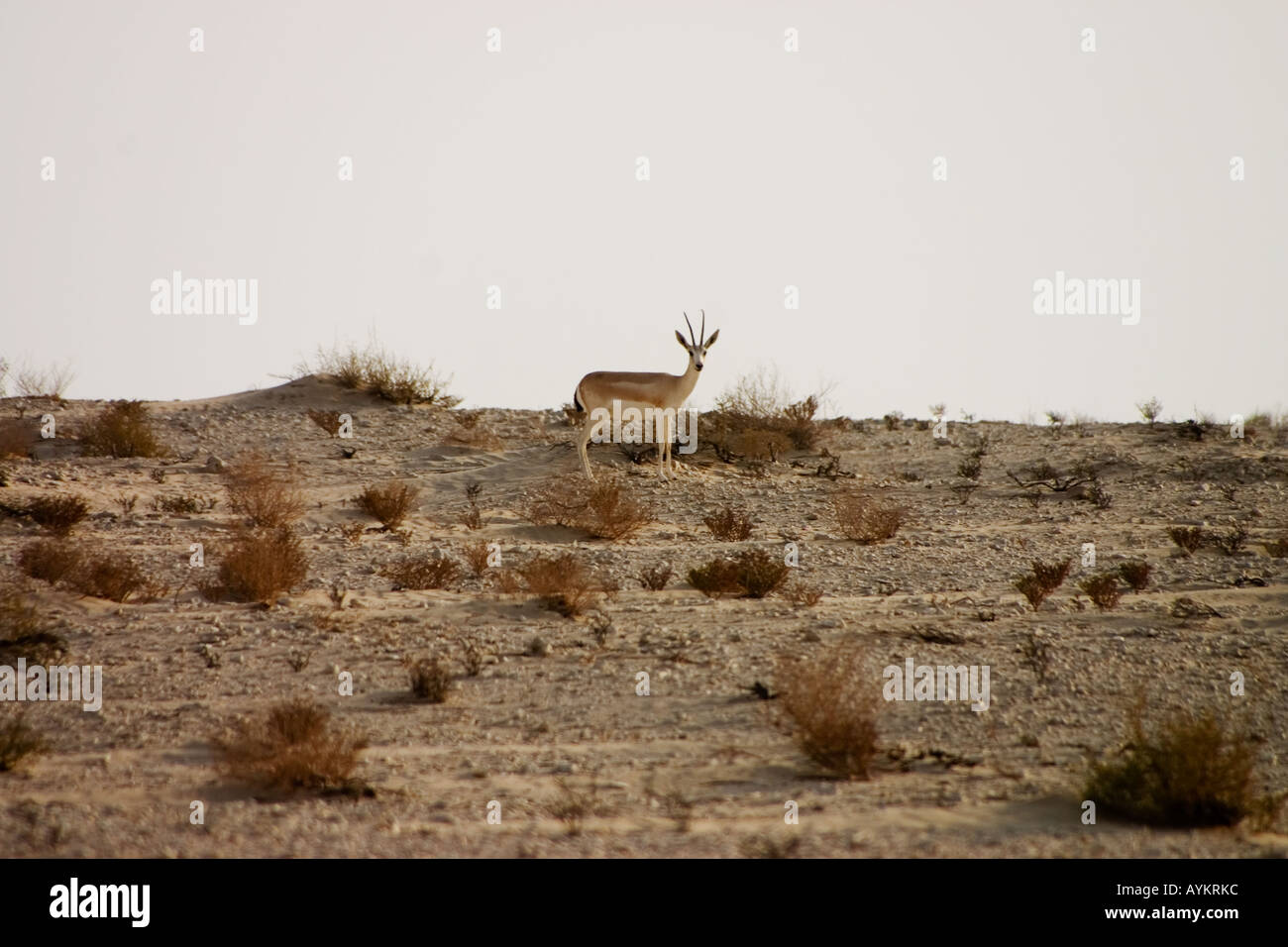 petite gazelle Banque D'Images