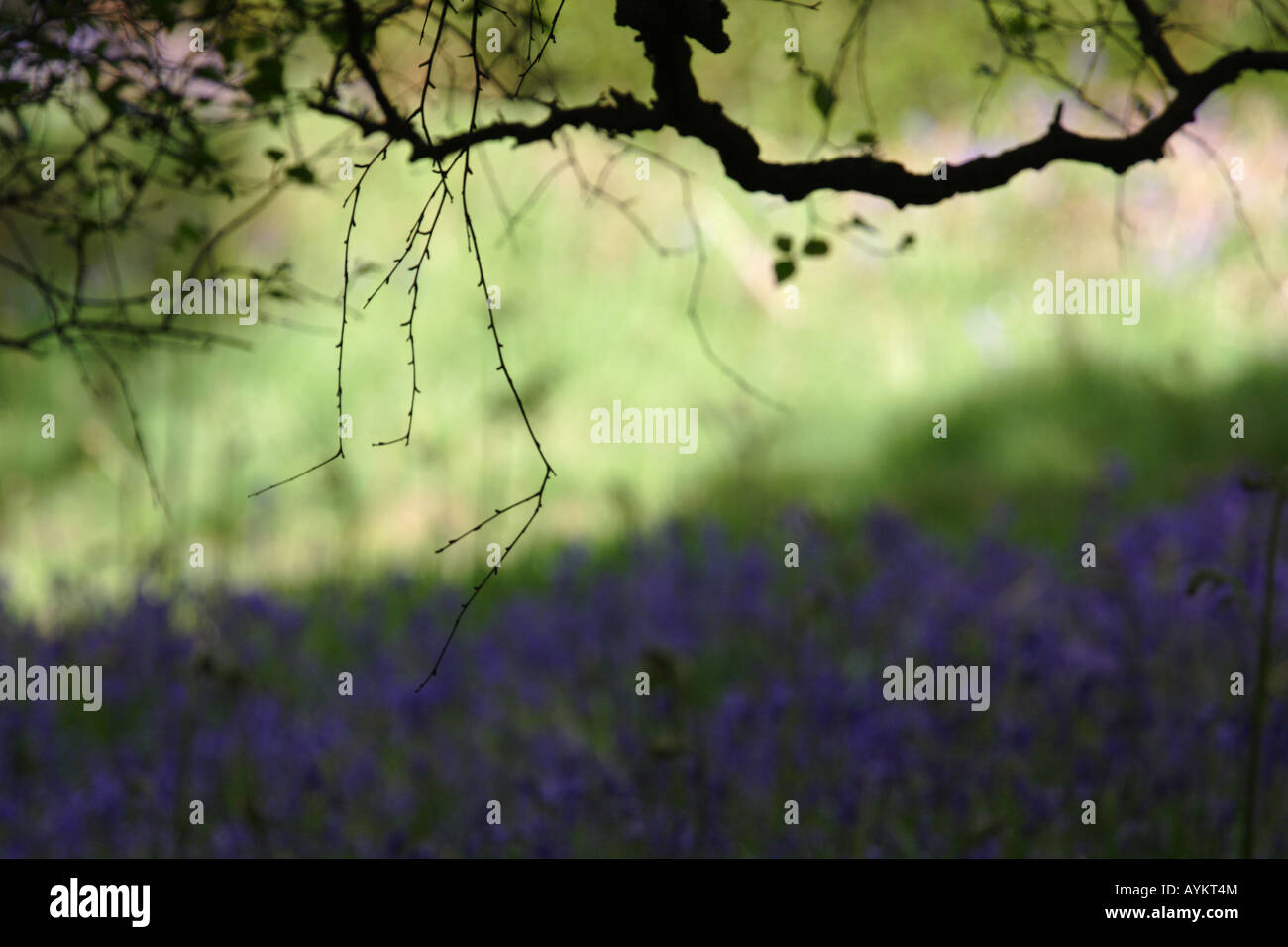 Branche de l'arbre noueux qui se profile dans un contexte de jacinthes et de feuillage. Banque D'Images