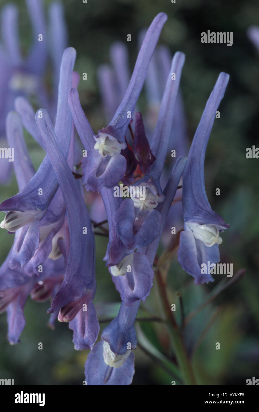 Corydalis flexuosa 'China Blue'. Banque D'Images