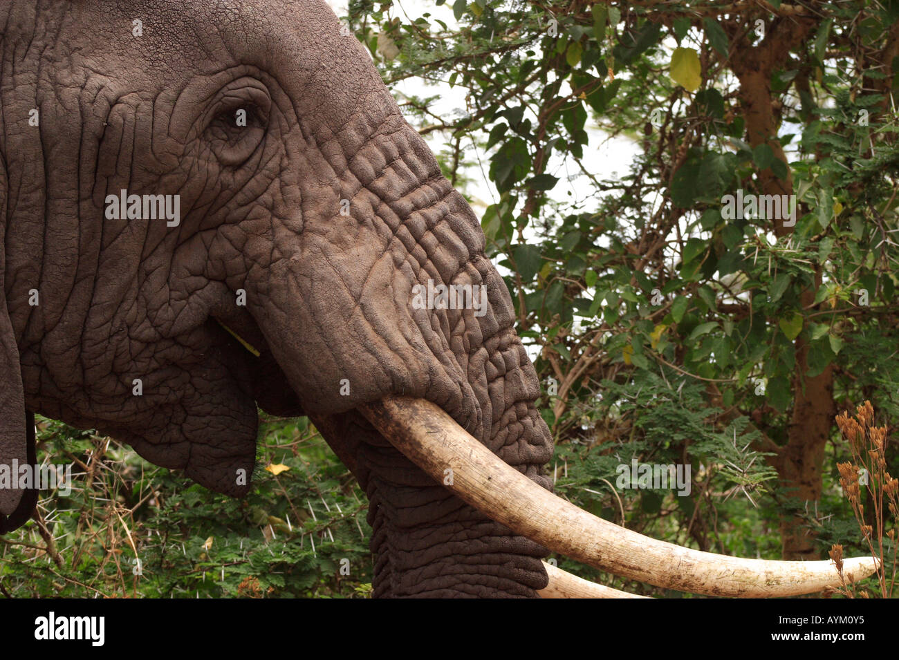 Un éléphant se nourrit d'un arbre dans le cratère du Ngorongoro, Tanzanie. Banque D'Images