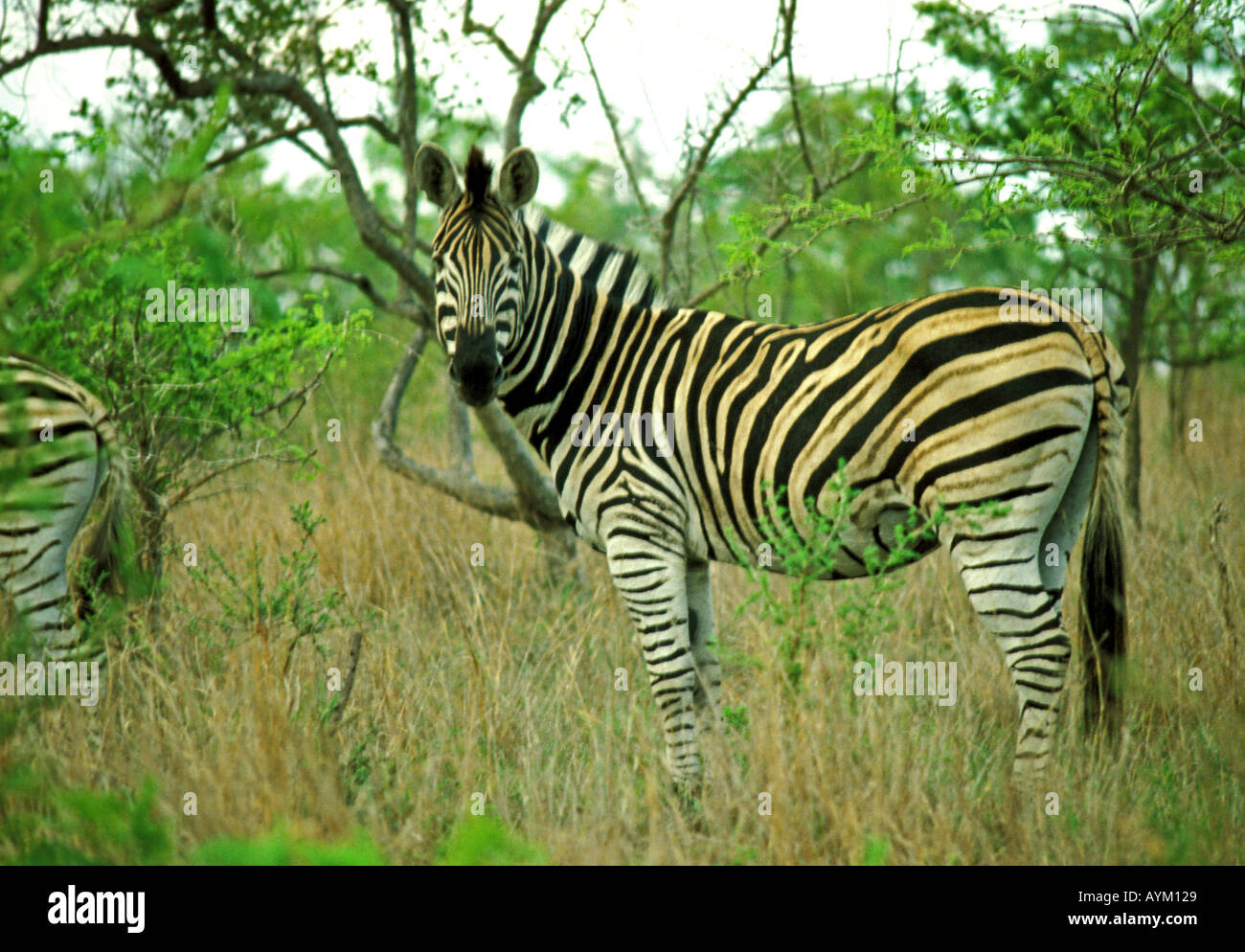 Zebra en Tanzanie Afrique Banque D'Images